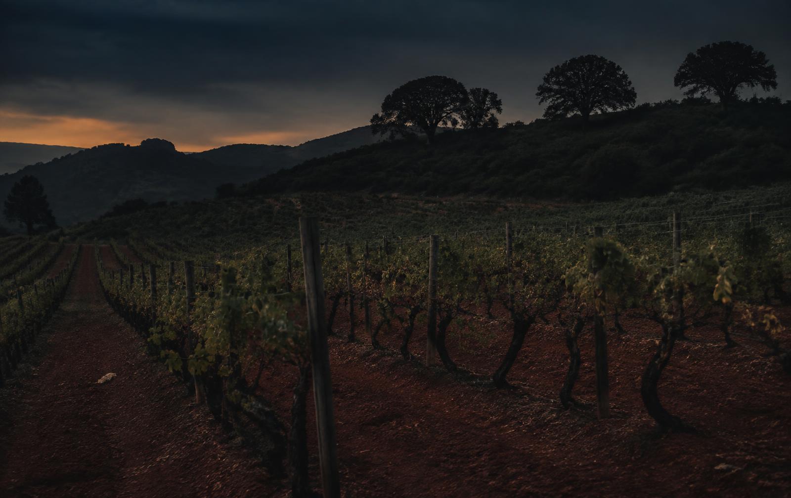 Hawk & Horse Vineyards in Red Hills, Lake County